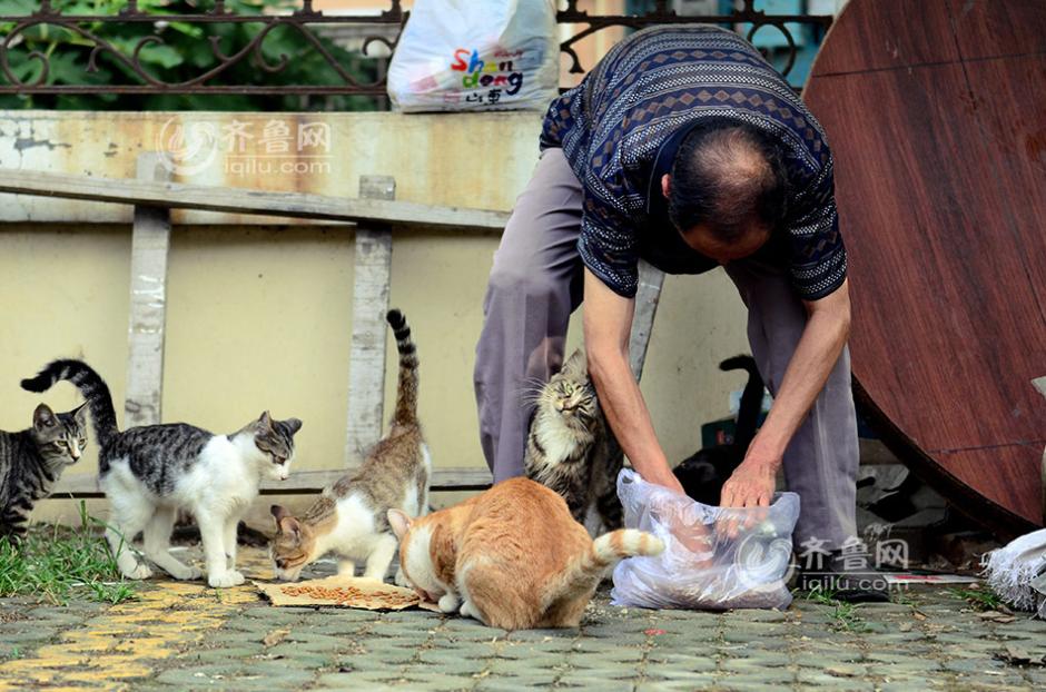 cat feeding china old man offer