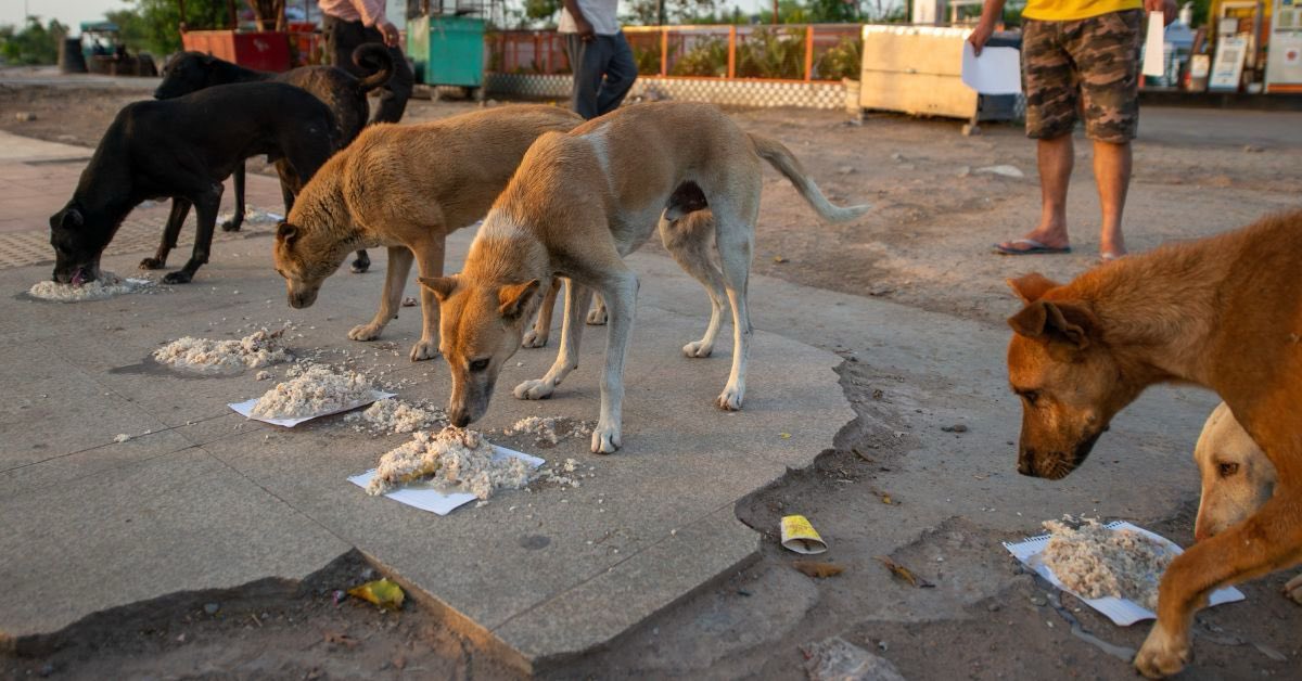 Street Dogs